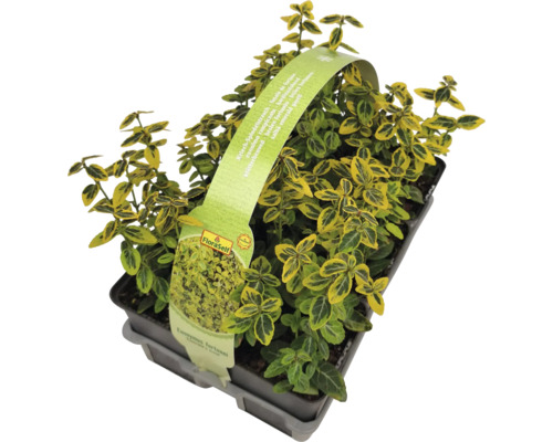 Kriechspindelstrauch im Topf mit FloraSelf Etikett