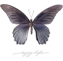 Image d''un papillon