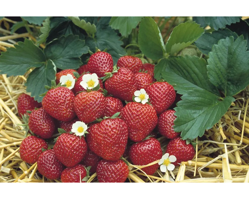 Gros plan de fraises mûres avec feuilles et fleurs