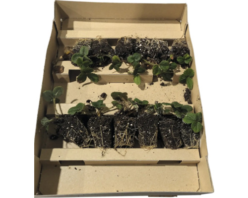 Erdbeerpflanzen in einer Kartonverpackung für den Transport