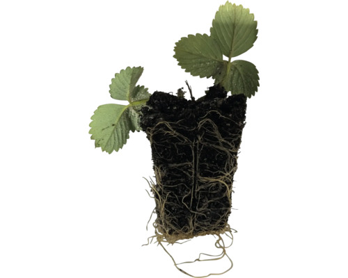 Erdbeerpflanze mit Wurzelballen und Blättern