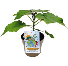 Klimaheld - der Blauglockenbaum, Kiribaum Paulownia fortunei x tomentosa H 40-50 cm Co 4 L