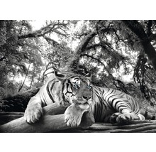 Decopanel Tiger 98x136 cm