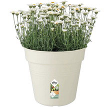 Pâquerettes en pot