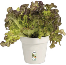 Pflanztopf elho Green Basics Kunststoff Ø 13 H 12 cm baumwolle