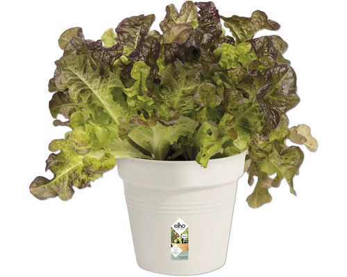 Kopfsalat in einem Topf