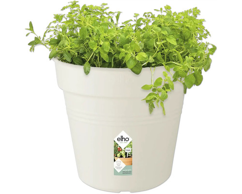 Pot à herbes aromatiques avec origan dans un pot en plastique blanc