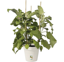 Pflanztopf elho Green Basics Kunststoff Ø 21 H 19 cm baumwolle