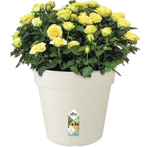 Pot de fleurs elho Green Basics plastique Ø 40 H 37 cm coton