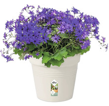 Pflanztopf elho Green Basics Kunststoff Ø 27 H 25 cm baumwolle