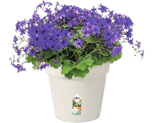 Marguerite bleue en pot