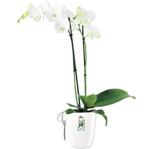 Orchidee in einem Blumentopf