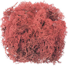 Mousse d'Islande rouge 50 g