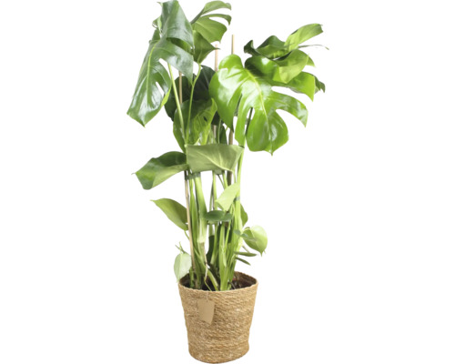 Monstera Zimmerpflanze in geflochtenem Topf