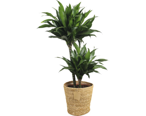 Drachenbaum im Topf für den Innenbereich