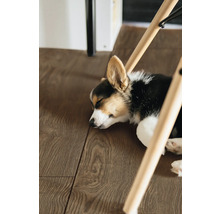 Corgi endormi sous une chaise en bois sur un plancher en bois