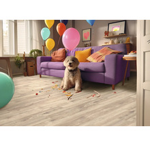 Un salon avec un chien, des ballons et un sol stratifié.
