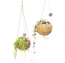 Deux pots de noix de coco suspendus avec des plantes et le logo KOKOMAMA