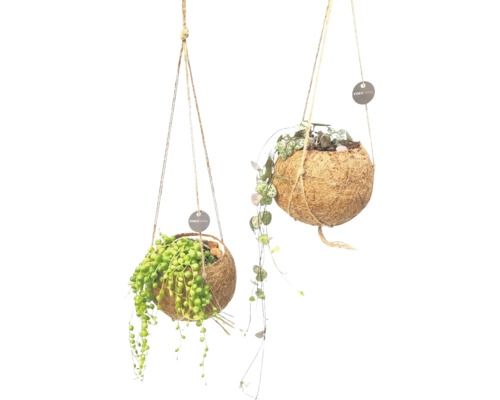Deux pots de noix de coco suspendus avec des plantes et le logo KOKOMAMA