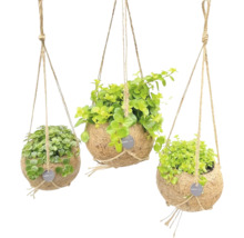 Trois pots de plantes en noix de coco suspendus avec des plantes vertes et une suspension en corde