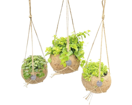 Trois pots de plantes en noix de coco suspendus avec des plantes vertes et une suspension en corde