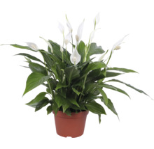 Spathiphyllum en pot avec des feuilles vertes et des fleurs blanches