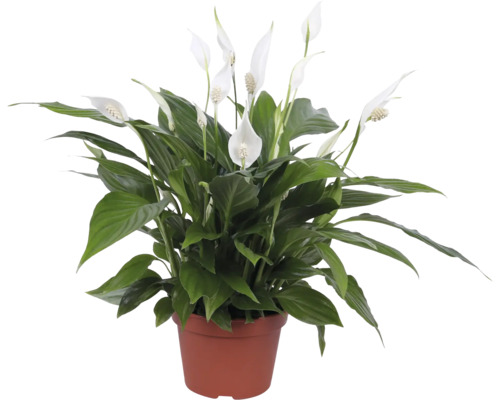 Fleur de lune FloraSelf Spathiphyllum 'Pearl Cupido' h env. 45 cm pot Ø 15 cm