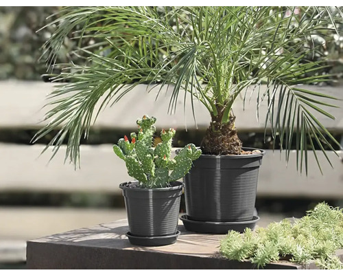 Palmier dattier et cactus en pots