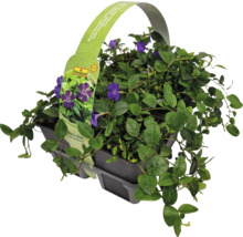 Pervenche plantée dans un panier avec des fleurs violettes