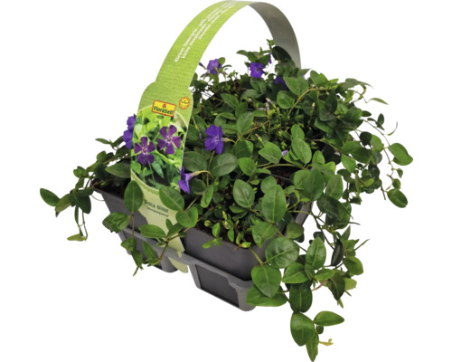 Pervenche à fleurs violettes FloraSelf Vinca minor 'Atropurpurea' lot de 6
