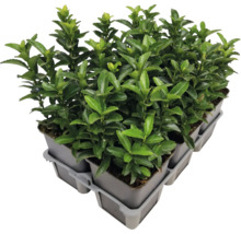 Plusieurs fusains du Japon en pot
