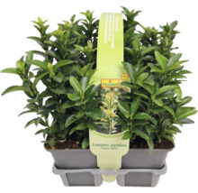 Fusain du Japon ''Green Spire'' en pot