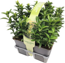 Euonymus japonicus en pot