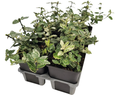 Immergrüner Spindelstrauch im Topf