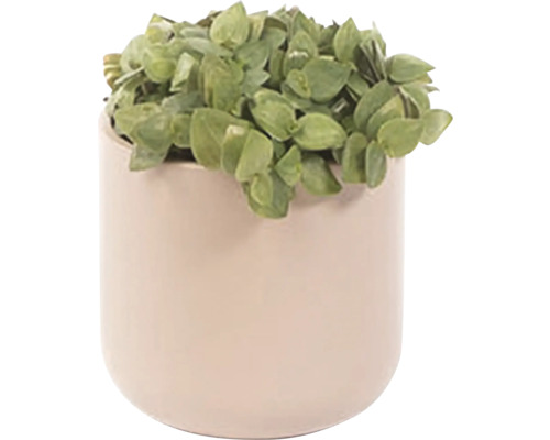 Zimmerpflanze in einem Topf