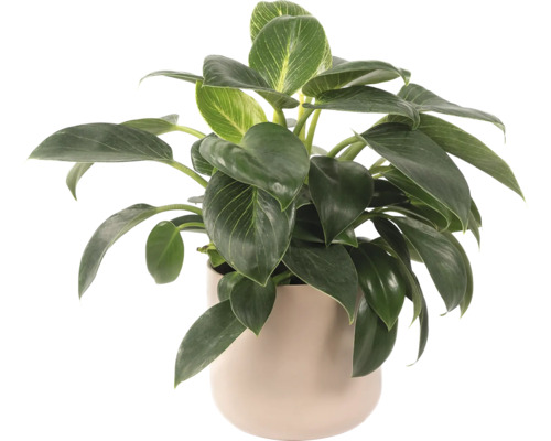 Philodendron Birkin plante d''intérieur dans un pot