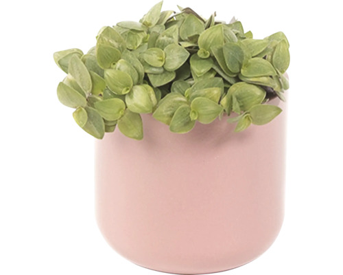Plante en pot avec des feuilles vertes dans un pot décoratif
