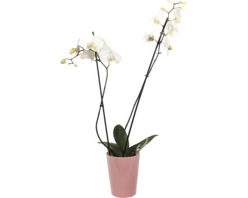 Orchidee in einem Topf
