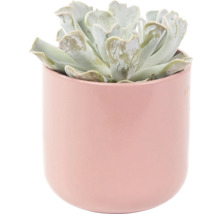 Sukkulente in einem Blumentopf