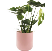Monstera Zimmerpflanze in einem Topf