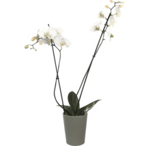 Blumentopf Übertopf Alma Keramik 13,5 x 13,5 x 16 cm grün