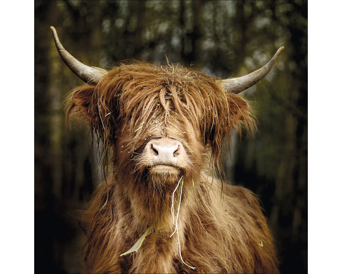 Glasbild Scottish Highand Cattle VI 30x30 cm