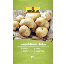 Plants de pommes de terre FloraSelf de la variété Karlena, 10 pièces