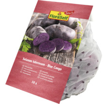 Plants de pommes de terre FloraSelf Blue Congo, 10 pièces