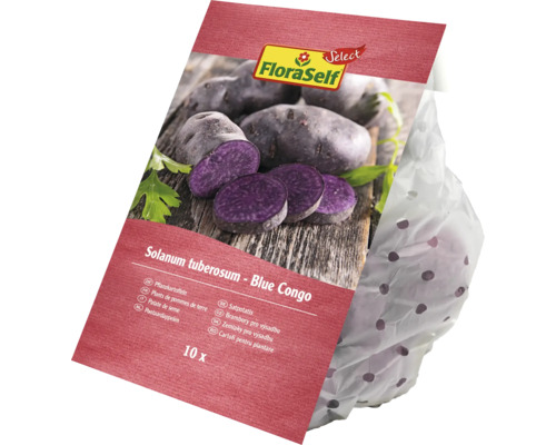 Plants de pommes de terre FloraSelf Blue Congo, 10 pièces