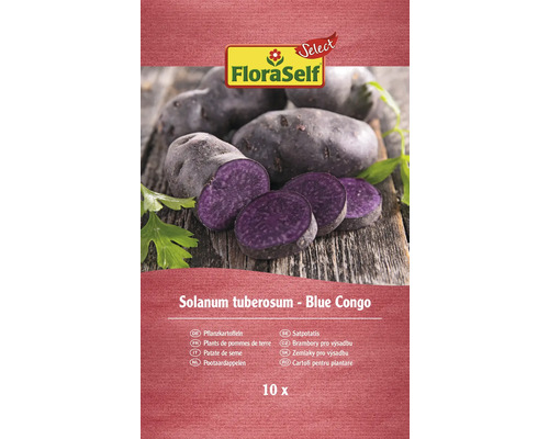 Plants de pommes de terre FloraSelf Blue Congo, 10 pièces