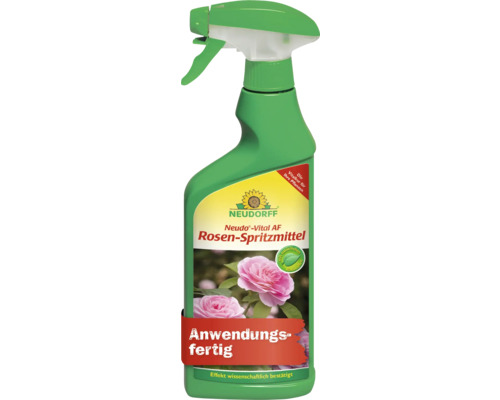 Protection phytosanitaire pour rosiers