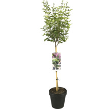 Kugelhortensie im Topf