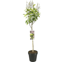 Lilas en pot