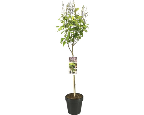 Lilas tronc FloraSelf Syringa prestonie 'Minuet' hauteur de tige 50 cm Co 3 l Lilas en pot